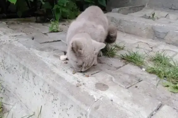 Найден кот в Лукьяново