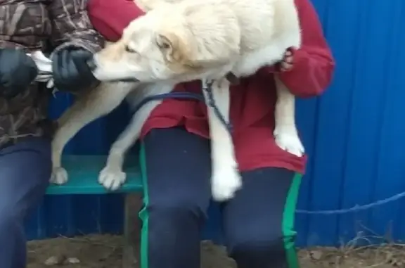 Собаки потеряшки, село Усолье, фото: Потеряшка собака в Усолье, Владимирская область