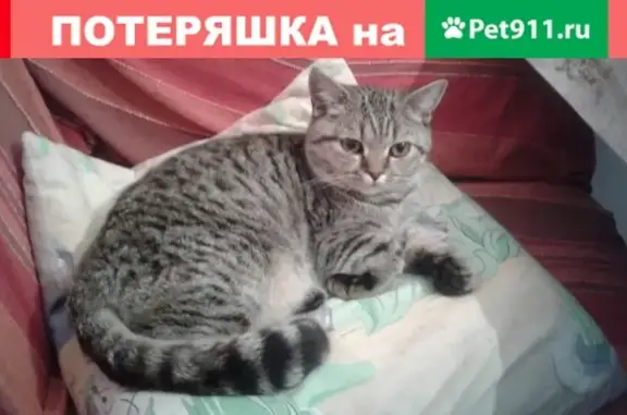 Потерянная кошка в Коломне, район молокозавода