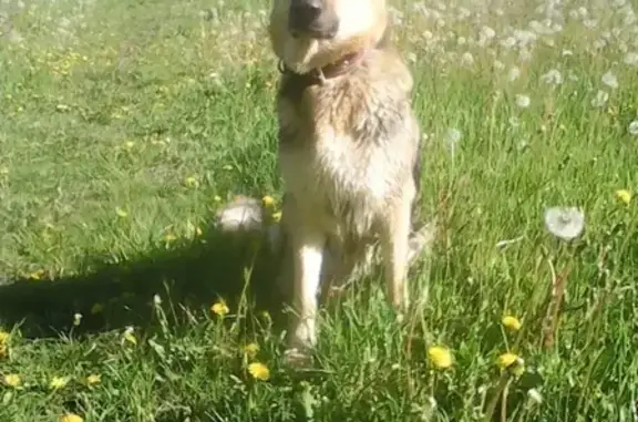 Пропала собака Лора в Пятигорске, район Водника