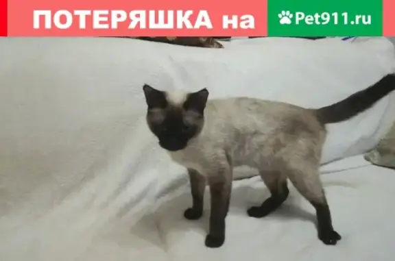 Кошка Анна Вержболович найдена на улицах Кургана