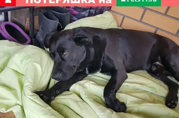 Собака найдена в Новосёлкино, Липецк.