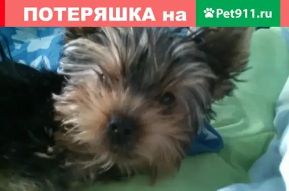 Собаки потеряшки, Москва, фото: Потеряшка собака в Москве, вознаграждение гарантировано!