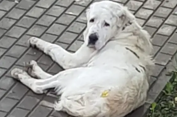 Найдена собака в Гатчине, ЛО!