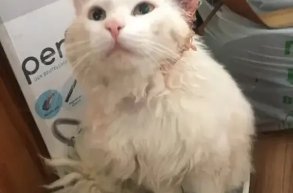 Найден белый кот в Нижнем Тагиле