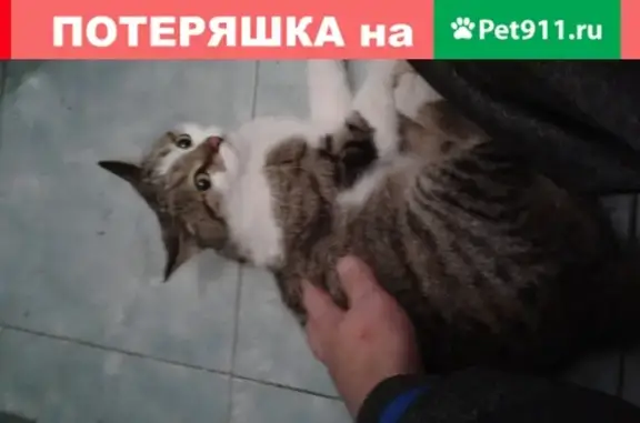 Найдена кошка в Зеленом Берегу, Иркутская обл.