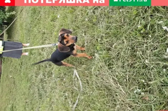 Найден щенок с коричневым окрасом и зеленым ошейником на ул. Толстикова