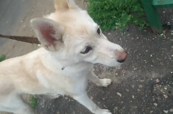 Найдена собака возле ЖД станции Силикатная в Подольске