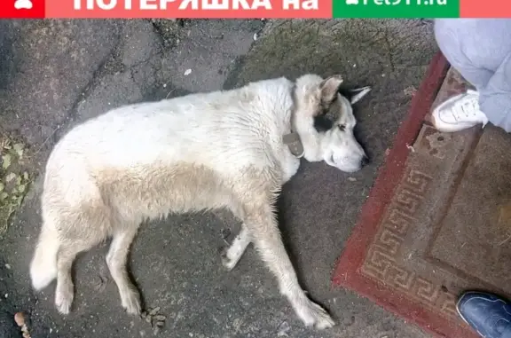 Найдена добрая собака в Сергиевом Посаде