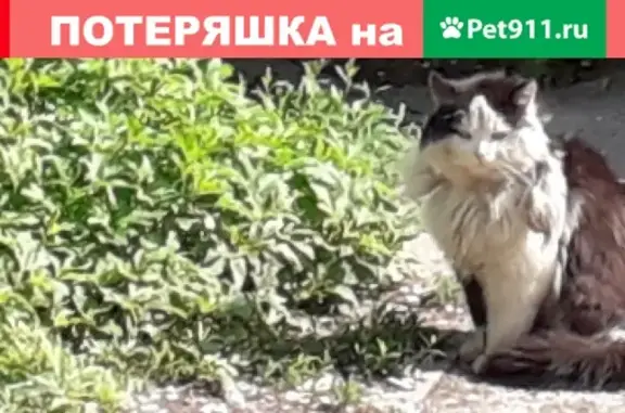 Найдена кошка с угла Вольской и Краснодонской, Самара