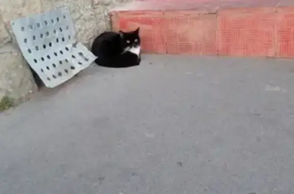 Найдена кошка в СПб, Невский район, ищем дом!