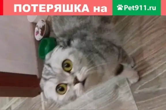 Пропала кошка Пикси в Магнитогорске на Маяковского 60