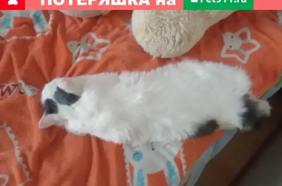 Кошки потеряшки, Киров, фото: Потеряшка кошка Маша в поселке Костино, помогите найти!