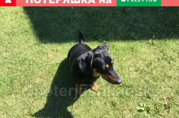Найдена собака в районе ОбьГэс, на участке в СНТ 