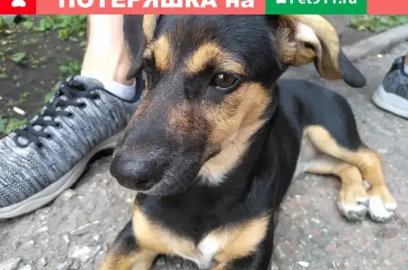 Найдена собака в Магнитогорске