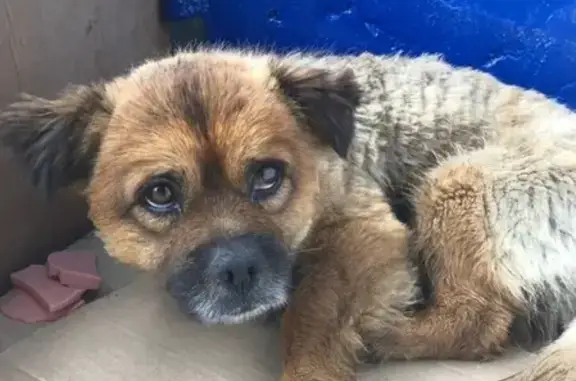 Собака найдена на Луначарского в Новороссийске