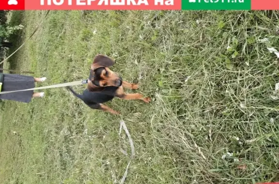 Найден щенок с зеленым ошейником в Калининграде
