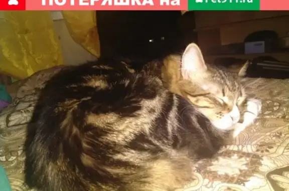 Пропала кошка Нюша из садоводства Корабел, СПб, Ленинградская ул. 20