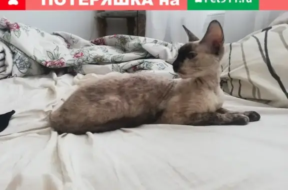 Найдена кошка в районе ЖК Гольфстрим, ищем хозяина