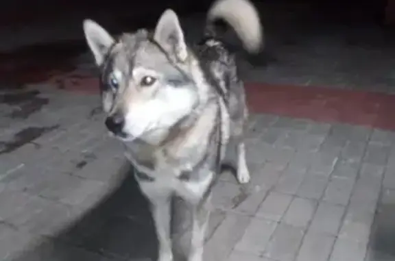 Пропала собака в ЛО, Всеволожский район, вознаграждение