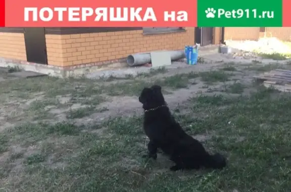 Пропала собака в Деревне Кулешовка, Липецкий район