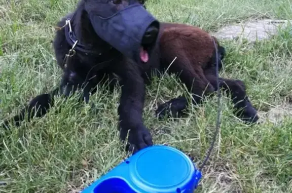 Собаки потеряшки, садовое товарищество Ветеран, фото: Потеряшка собака в Краснодаре, Ветеран.