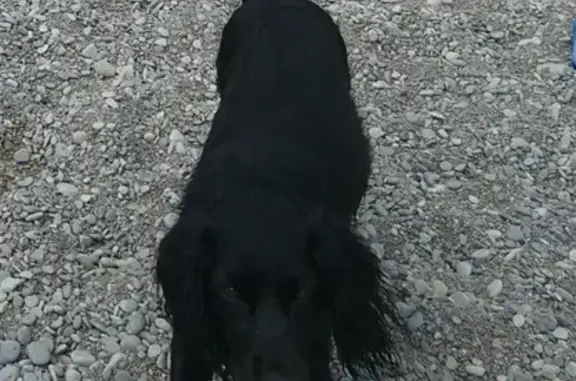 Потерянная собака в санатории Ай-Петри, адрес: Алупкинское шоссе, 15