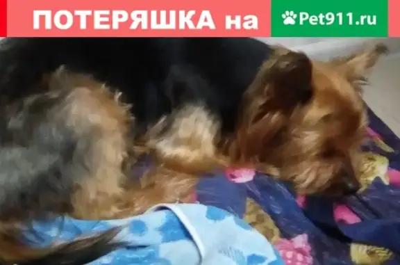 Собака Мальчик найдена в Сочи