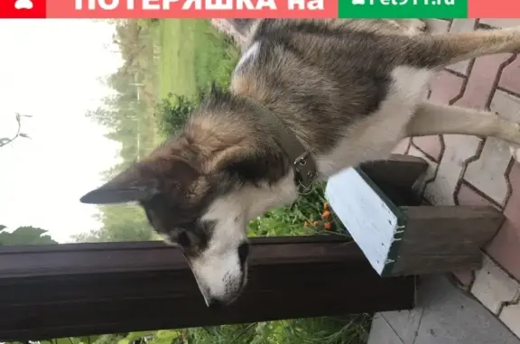 Найдена домашняя собачка в СНТ Интернационалист, Рузский городской округ