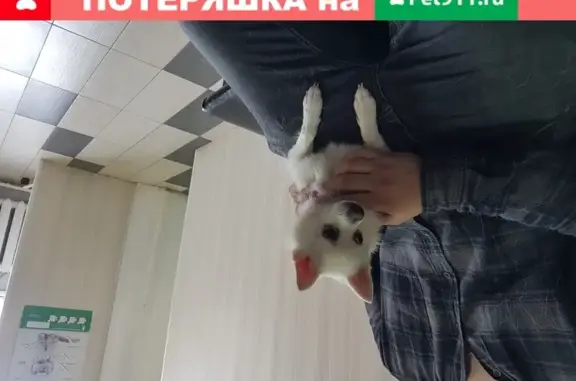 Найдена собака, Москва, фото: Собака найдена в Данилихе МО, возможно чи-хуа-хуа.