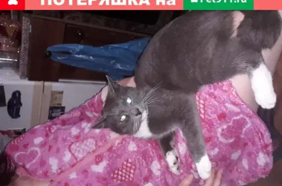Найдена домашняя кошка на бульваре Профсоюзов, Тверь