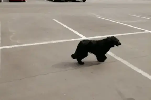 Найдена собака, Москва, фото: Найдена собака на Лухмановской улице