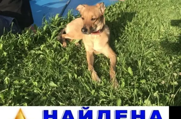 Собака найдена в Раменском!