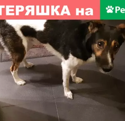 Найденные животные Москва, фото: Найден кобель в парке Академический, ул. Ферсмана, Москва