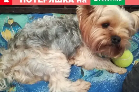 Пропала собака на улице Ленина, 80 (Северск)