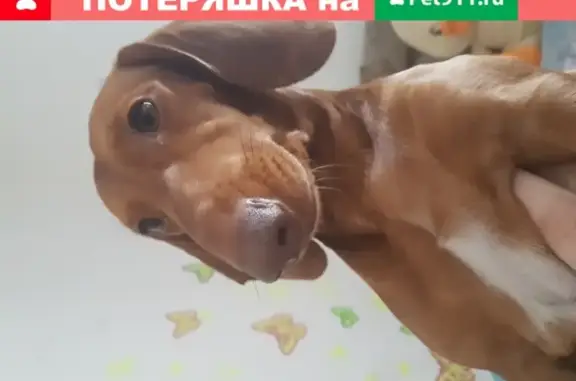 Пропала собака Арчи в дендропарке, Новосибирск.