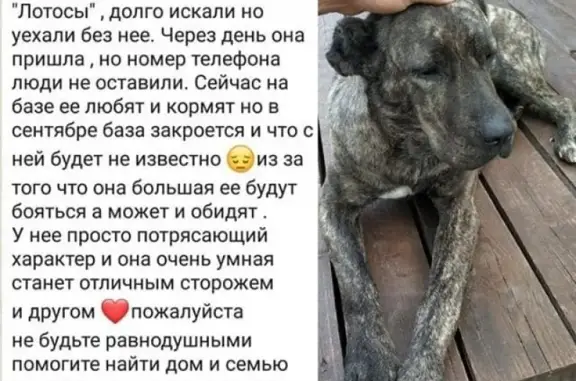 Найдена собака на базе Лотос, Краснодарский край