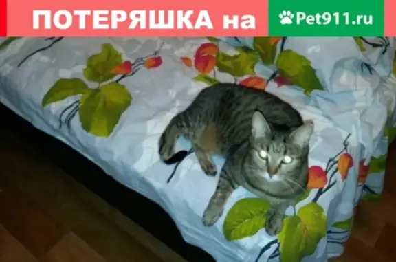 Пропала кошка на Северной 19/2 в Нижневартовске