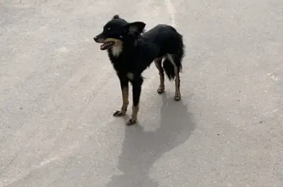 Найдена собака в Казани, Республика Татарстан