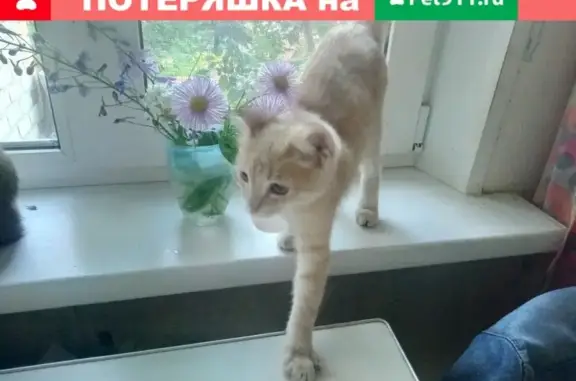Найден молодой кот на перекрестке Гагарина и Мира (Чернушинский округ)