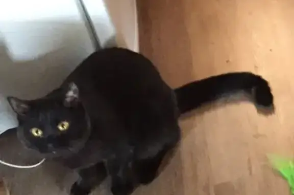 Потерянные животные Москва, фото: Пропала кошка Ночка в Москве