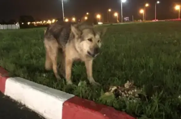 Найдена собака в Казани, Республика Татарстан