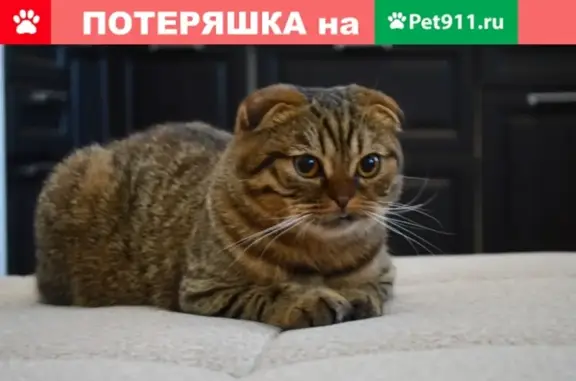Пропал кот в Ханты-Мансийске на ул. Самаровская-Анны Коньковой