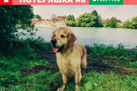 Пропала собака в Чеховском районе, есть клеймо