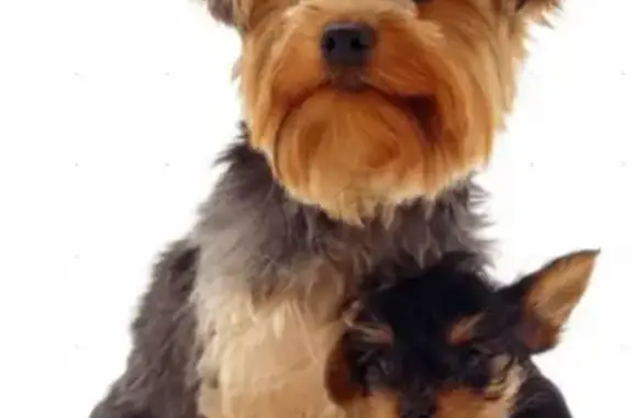 Собаки потеряшки, Липецк, фото: Потеряшка собака Арчи на ул. Крупской, Липецк