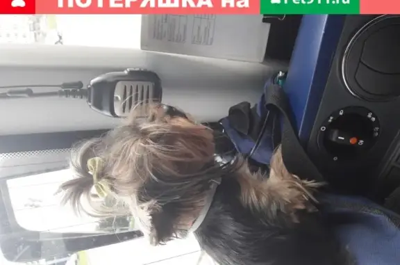 Найдена собака, Москва, фото: Собака-терьер девочка найдена в Москве.