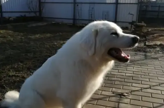 Пропала собака в д. Коведяево, Александровский район, Владимирская область