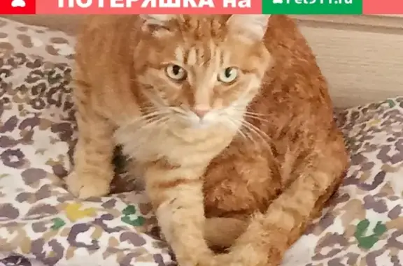 Пропал кот Феликс на Пролетарской 102, вознаграждение, Благовещенск