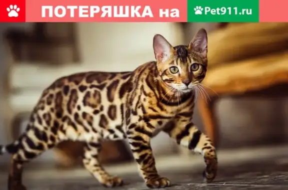 Пропал бенгальский котик в Новокузнецке