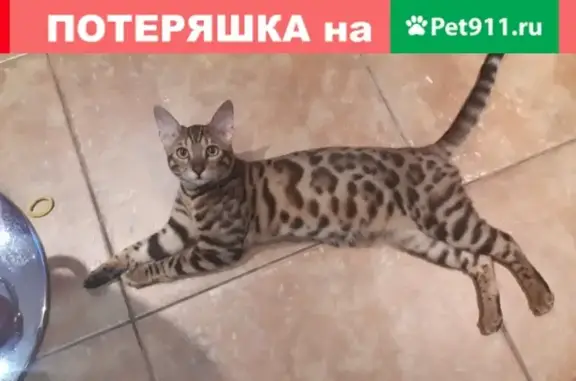 Пропала кошка Лакки в Назарово, Красноярский край